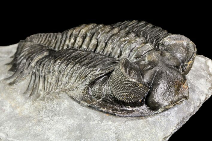 Coltraneia Trilobite Fossil - Huge Faceted Eyes #75453